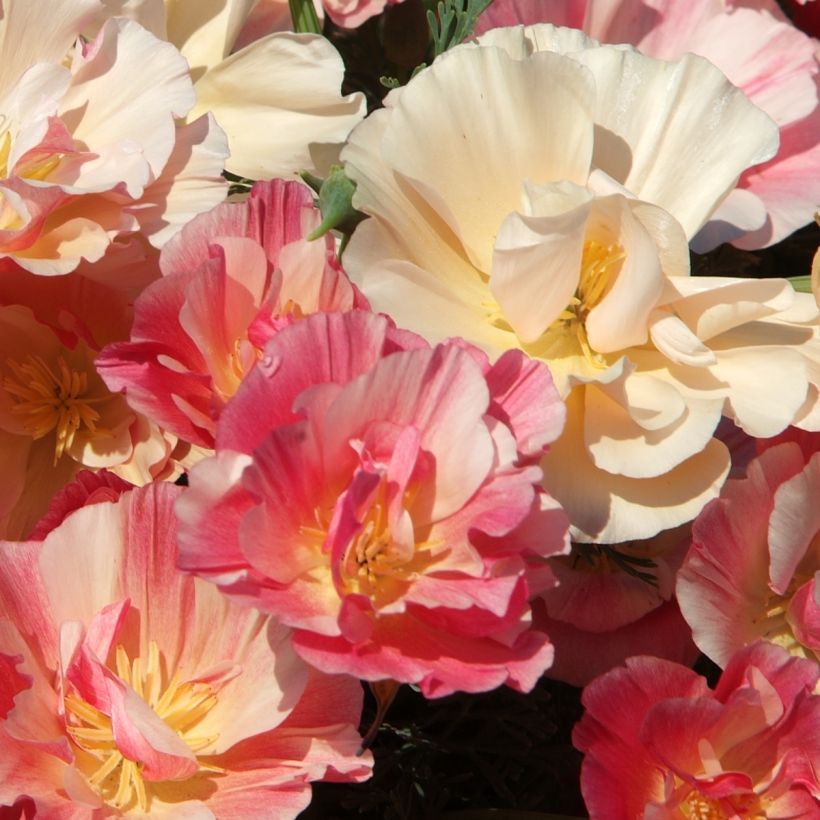 Graines de Pavot de Californie Appleblossom - Eschscholzia (Flowering)