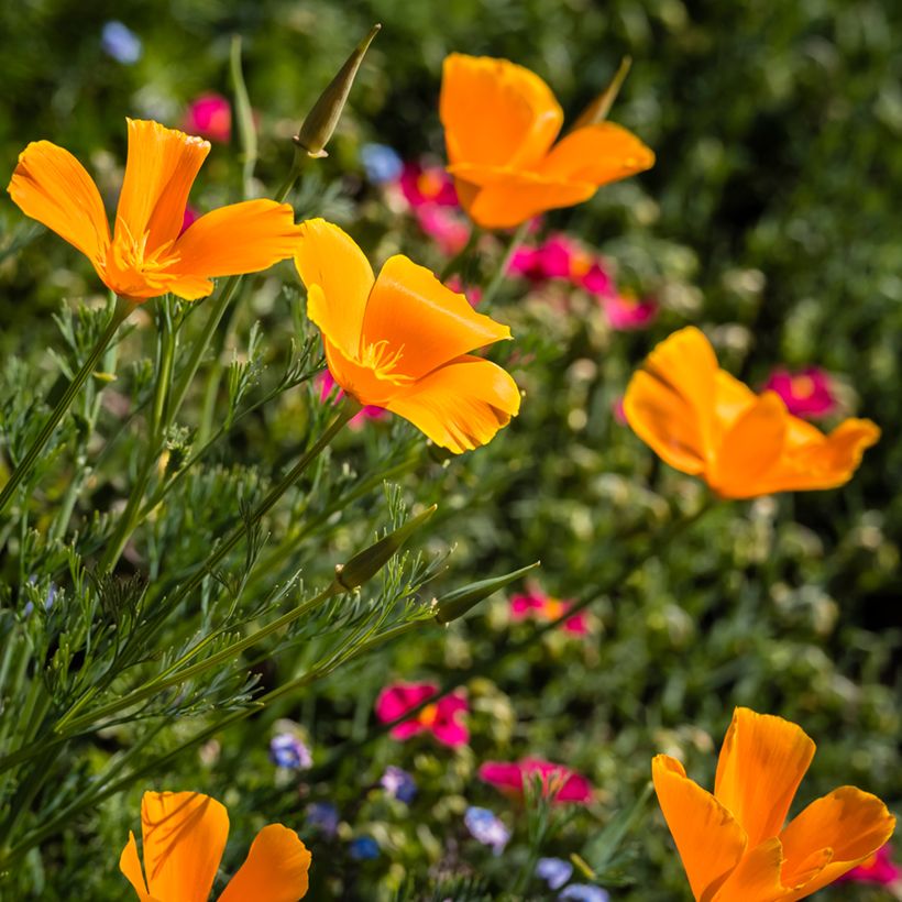 Graines de Pavot de Californie Orange King - Eschscholzia californica (Flowering)