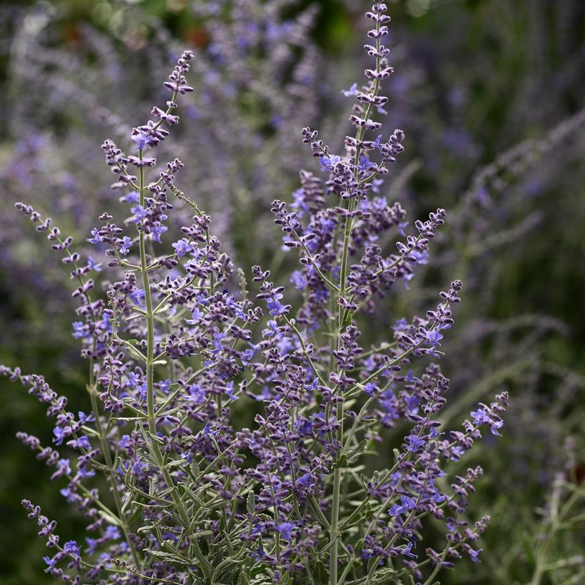 Graines de Perovskia Blue Steel - sauge d'Afghanistan (Flowering)