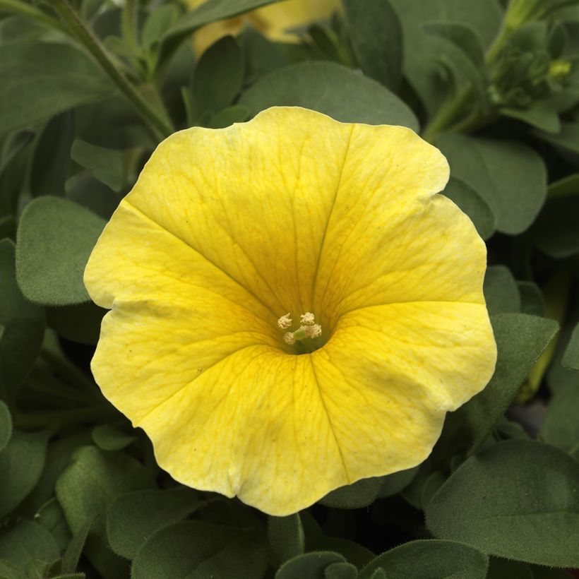 Graines de Petchoa Caliburst Yellow (Flowering)