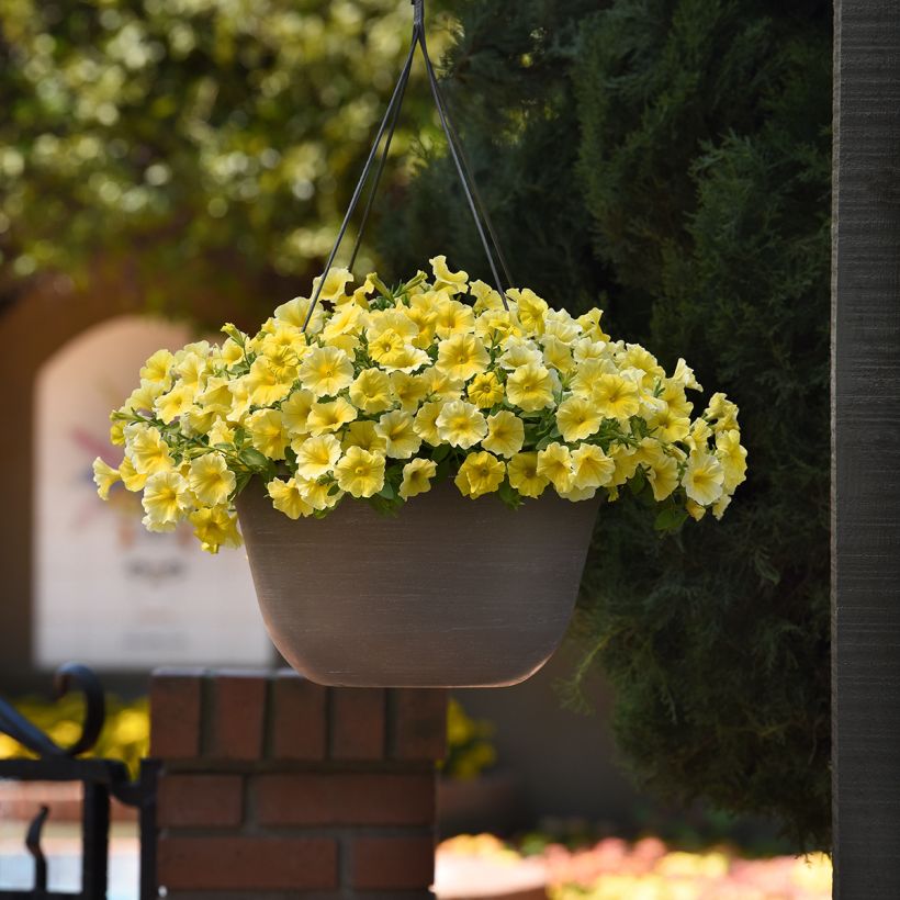 Graines de Petchoa Caliburst Yellow (Plant habit)