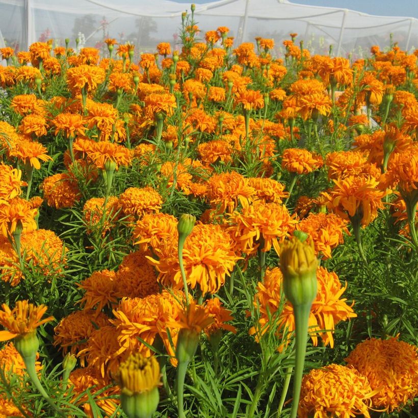 Graines de Rose d'Inde Fantastic Orange - Tagetes erecta (Flowering)