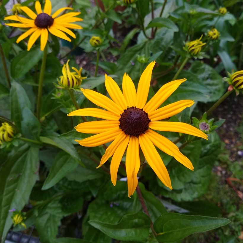 Graines de Rudbeckia Goldsturm - Rudbeckia fulgida var. sullivantii Goldsturm (Flowering)