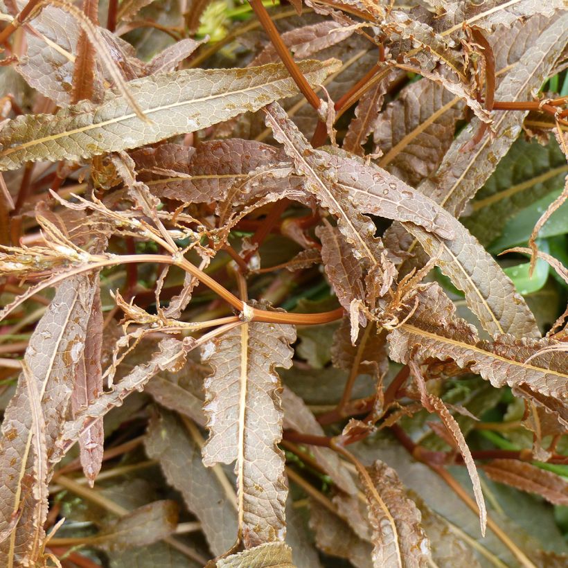 Oseille - Rumex flexuosus Twister - Graines (Foliage)