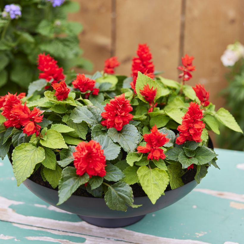 Graines de Sauge annuelle Reddy Lime-leaved Red - Salvia splendens (Plant habit)