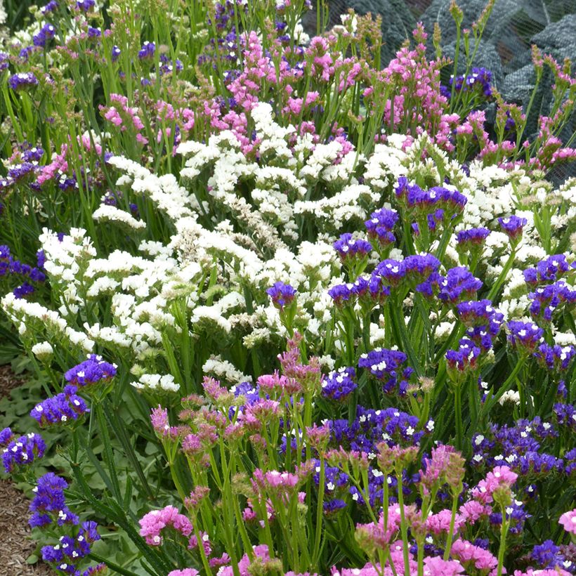 Graines de Statice Forever Art Shades - Limonium sinuatum (Plant habit)