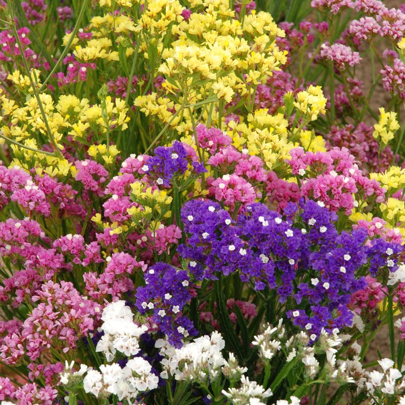 Graines de Statice Forever Rose - Limonium sinuatum (Plant habit)