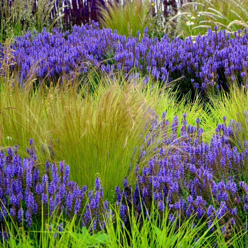 Graines de Stipa tenuissima Pony Tails - Cheveux d'Ange (Plant habit)