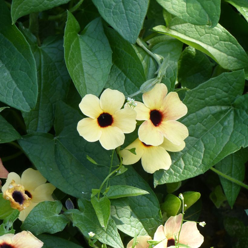 Graines de Suzanne aux yeux noirs Peach Eye - Thunbergia alata (Flowering)