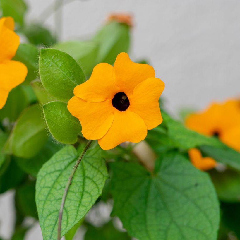 Graines de Suzanne aux yeux noirs en mélange - Thunbergia alata (Foliage)