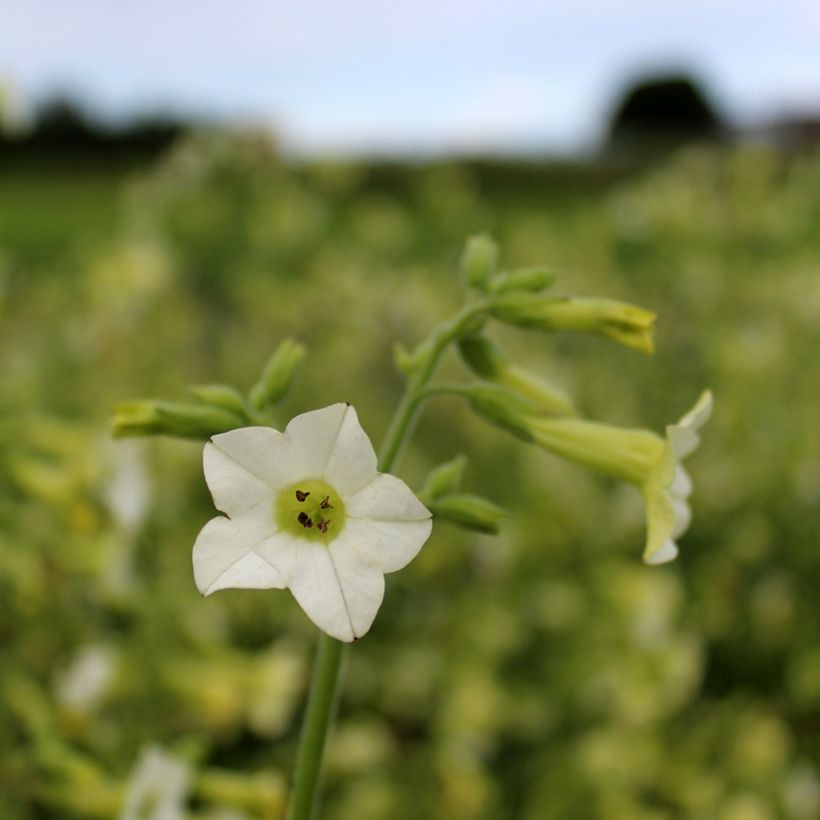 Graines de Tabac d'ornement Starlight Dancer - Nicotiana hybrida (Flowering)