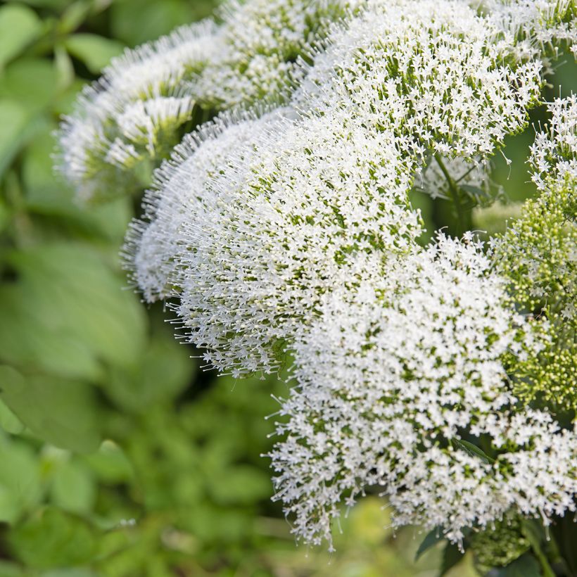 Graines de Trachélie White Knight - Trachelium caeruleum  (Flowering)