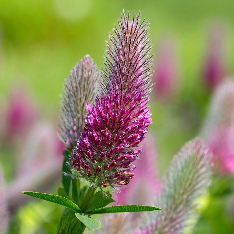 Graines de Trifolium rubens - Trèfle pourpré (Flowering)
