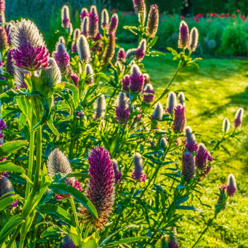 Graines de Trifolium rubens - Trèfle pourpré (Plant habit)