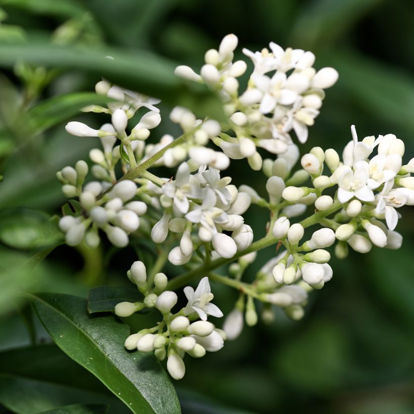 Graines de Troène commun - Ligustrum vulgare (Flowering)