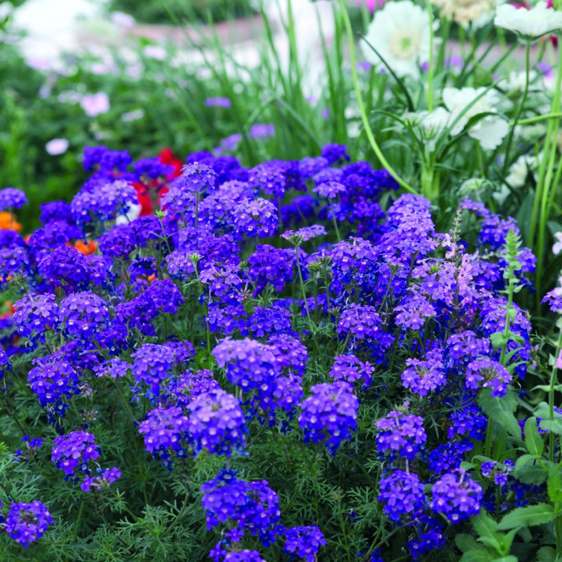 Graines de Verveine annuelle Imagination - Verbena hybrida (Plant habit)