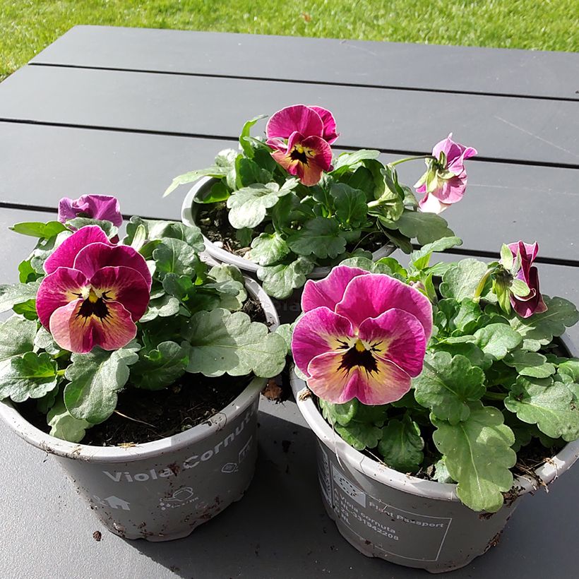 Graines de Viola cornuta Laeta Antique Shades (Flowering)