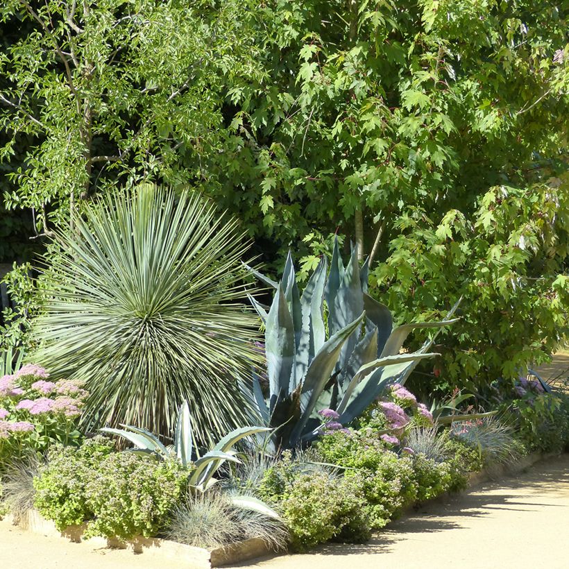 Graines de Yucca bleu - Yucca rostrata (Plant habit)