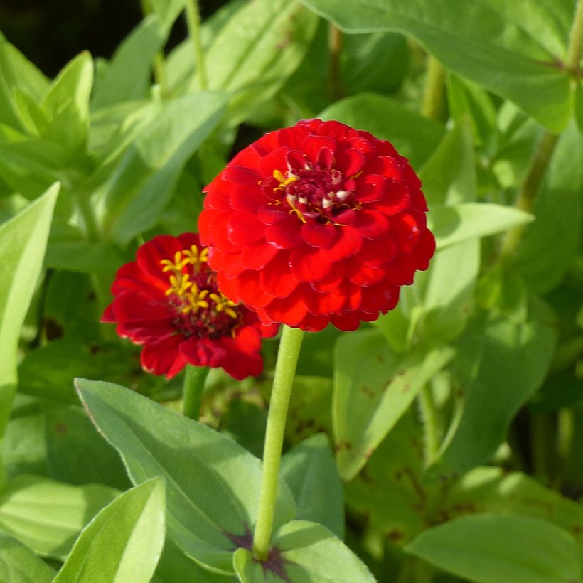 Graines de Zinnia elegans Lilliput Scarlet Gem (Flowering)