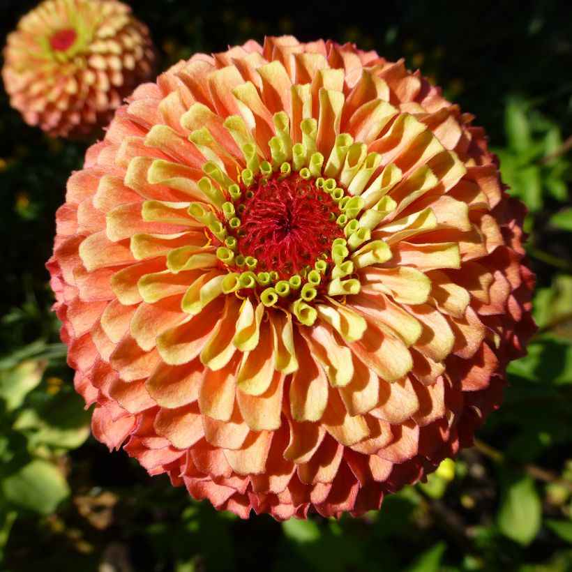 Graines de Zinnia elegans Queen Lime Bicolors Mix (Flowering)