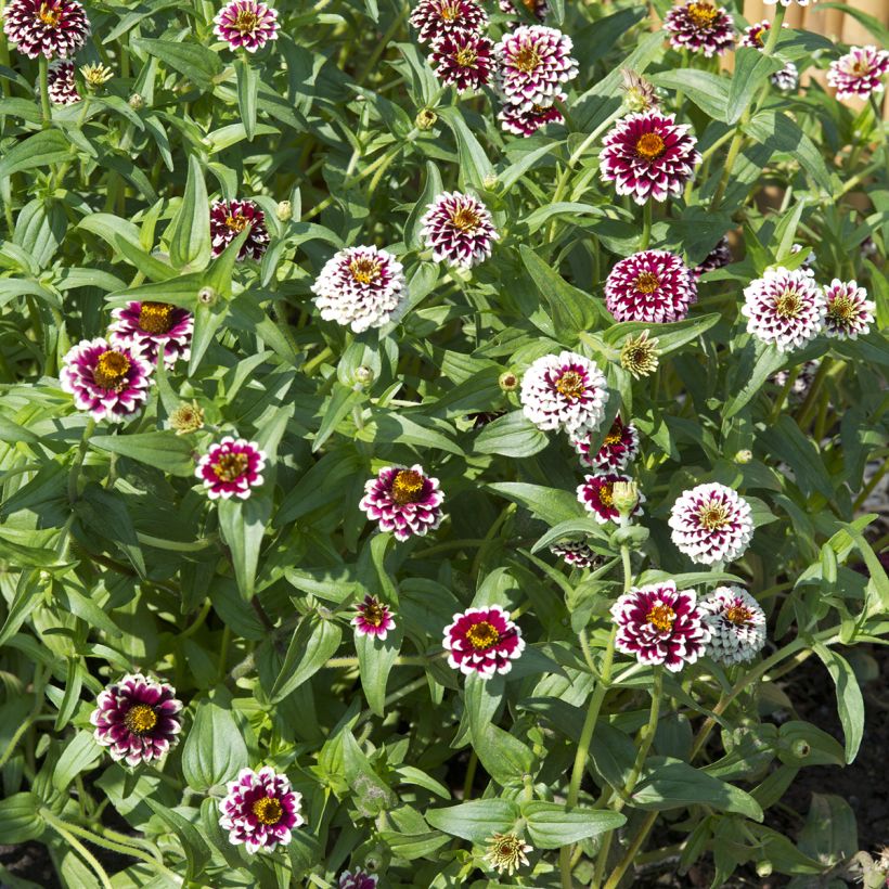 Graines de Zinnia haageana Jazzy Red (Plant habit)