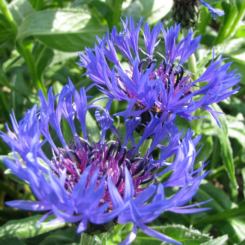 Graines de bleuet des montagnes - Centaurea montana (Flowering)