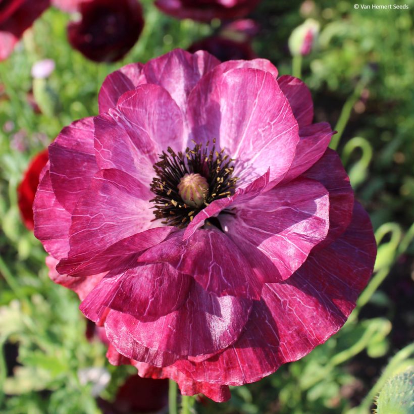 Graines de coquelicot Pandora - Papaver rhoeas (Flowering)