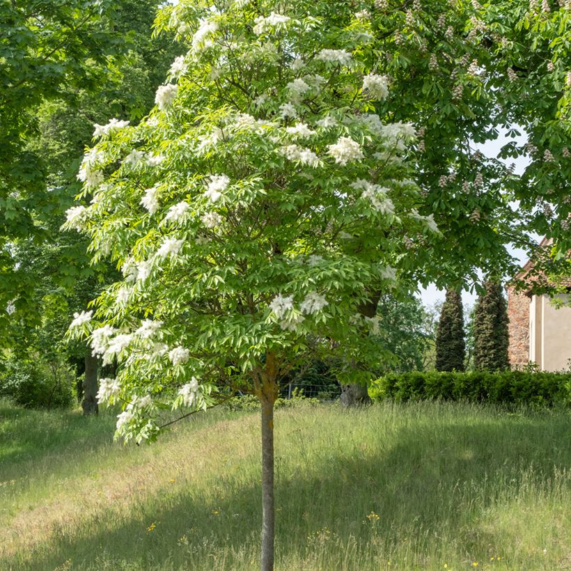 Graines de Frêne à fleurs - Fraxinus ornus (Plant habit)