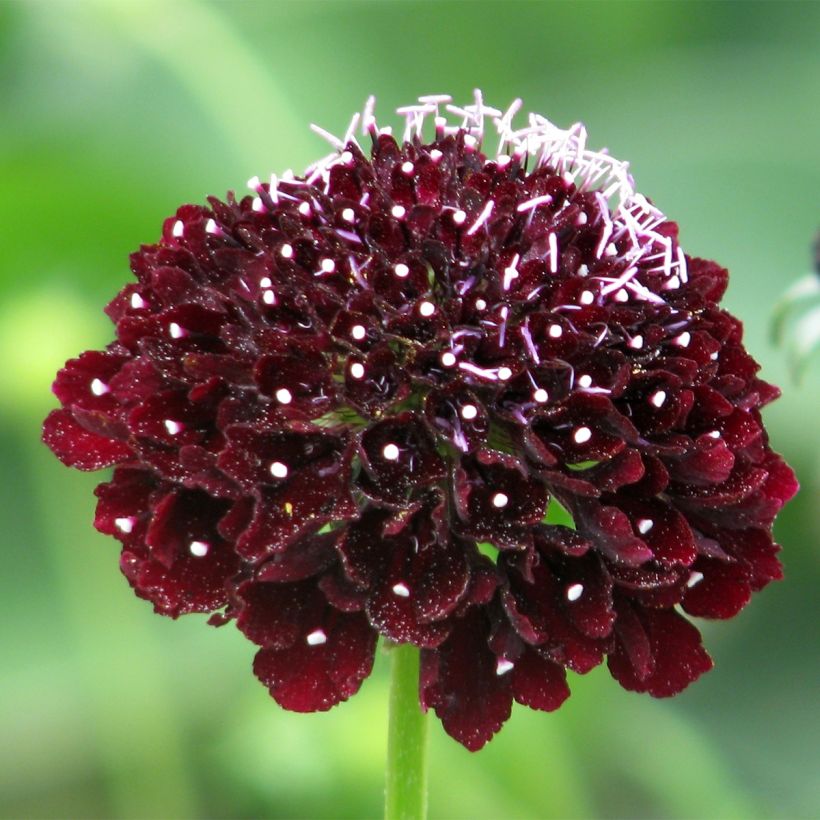 Graines de Scabieuse atropurpurea Ebony and Ivory  (Flowering)