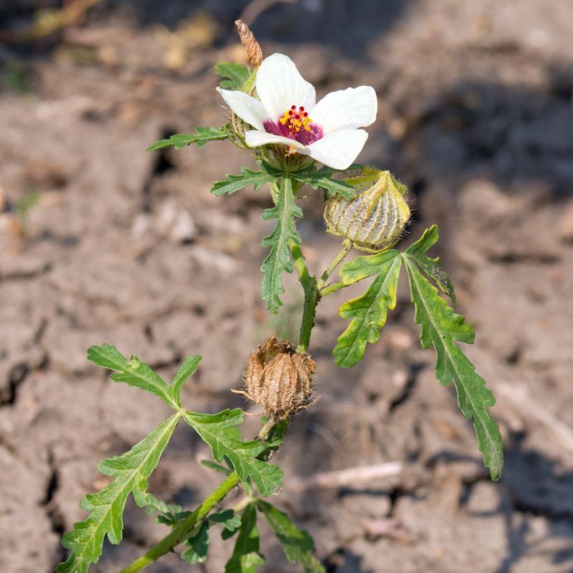 Graines d'Hibiscus trionum (Plant habit)