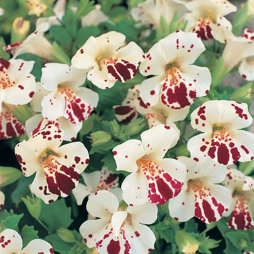 Graines de Mimulus Monkey Magic F1 Hybrid  (Flowering)