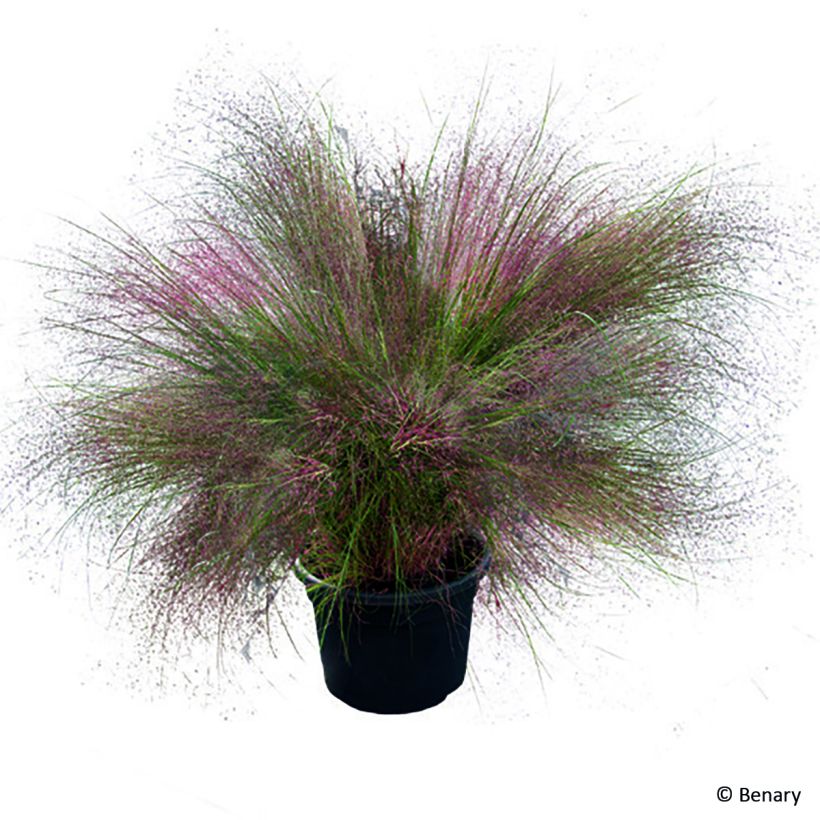 Graines de Muhlenbergia reverchonii Rosy (Plant habit)