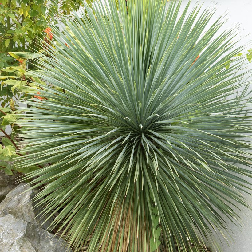 Graines de Yucca bleu - Yucca rostrata (Foliage)