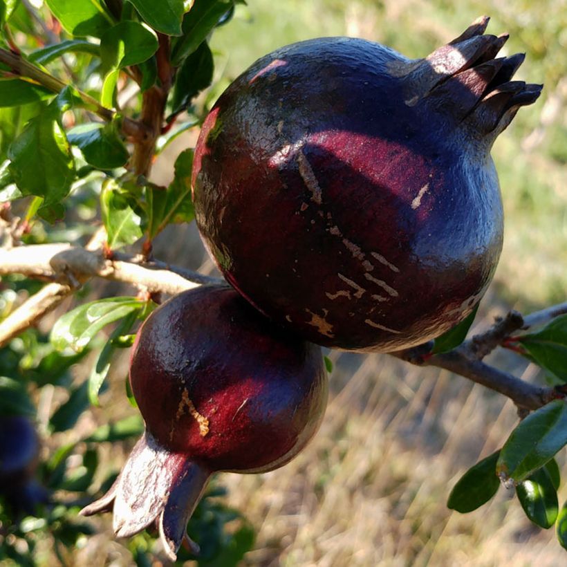 Grenadier à fruits - Punica granatum Asmar (Harvest)