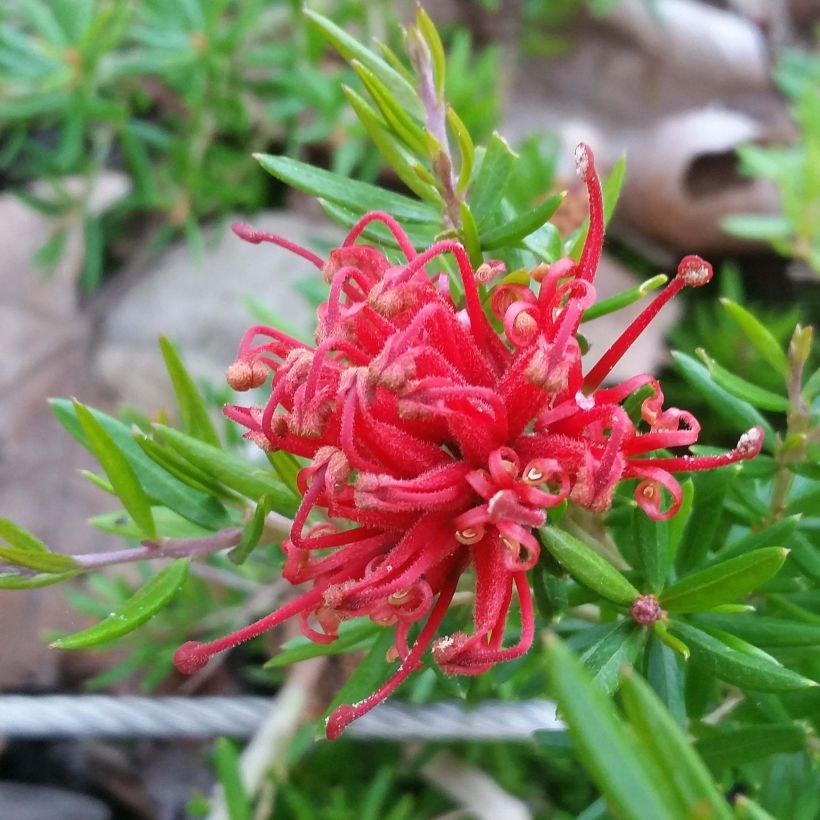 Grevillea juniperina New Blood (Flowering)