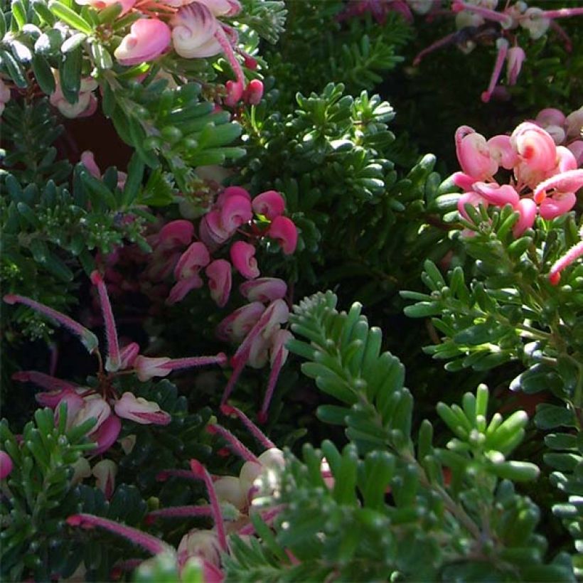 Grevillea lanigera Mount Tamboritha  (Foliage)