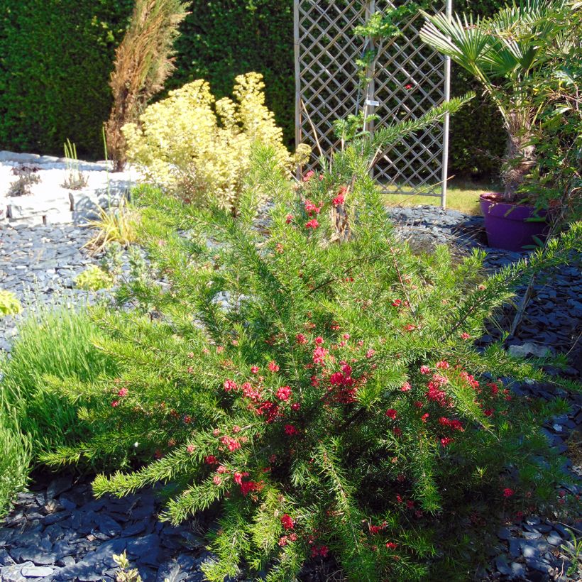 Grevillea rosmarinifolia  (Plant habit)