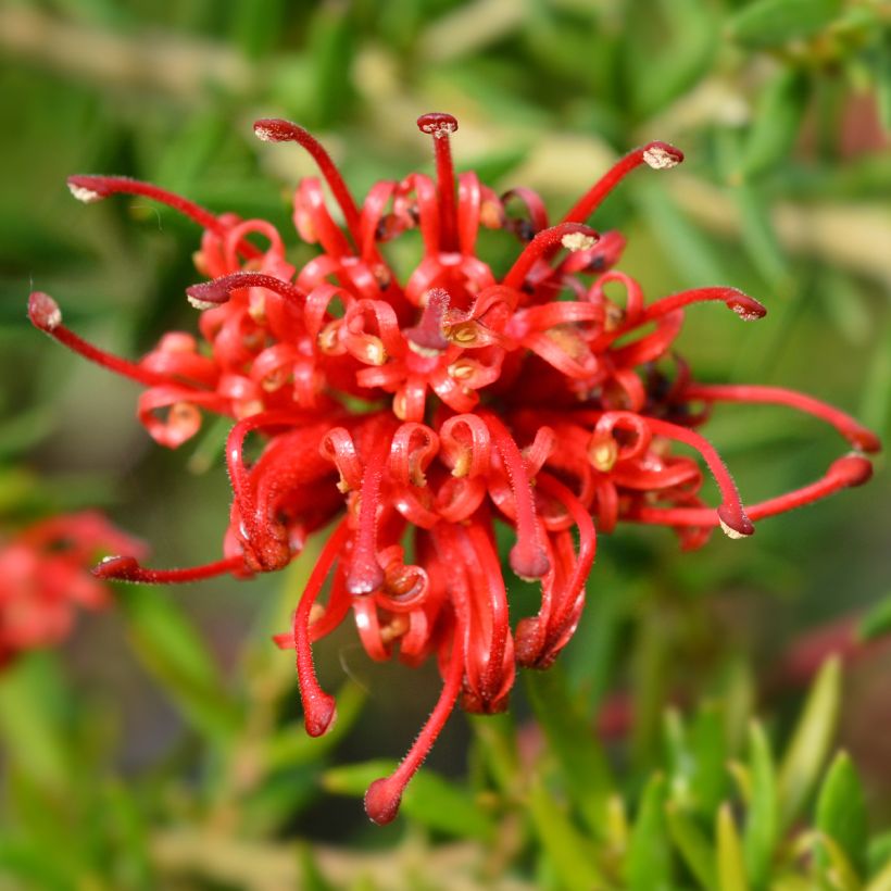 Grevillea rosmarinifolia Clearview David (Flowering)