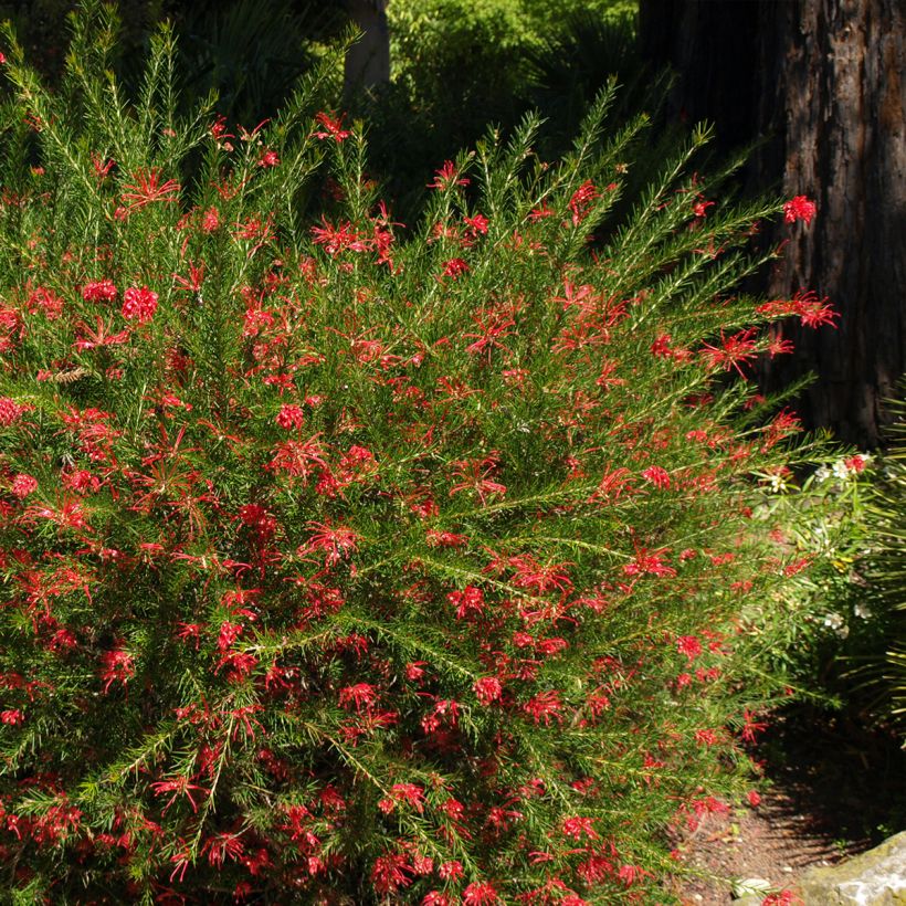 Grevillea rosmarinifolia Clearview David (Plant habit)