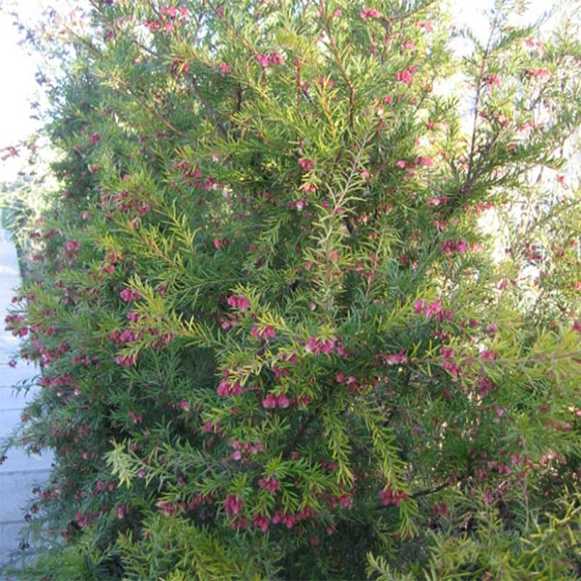 Grevillea  rosmarinifolia Rosa Jenkinsii (Plant habit)
