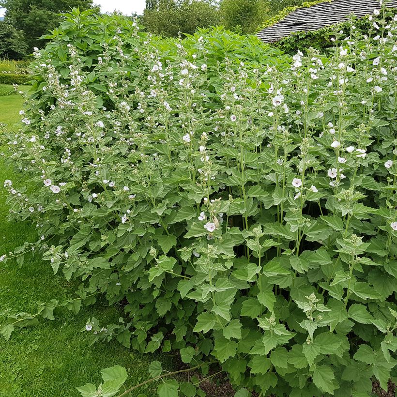 Guimauve officinale - Althaea officinalis (Plant habit)