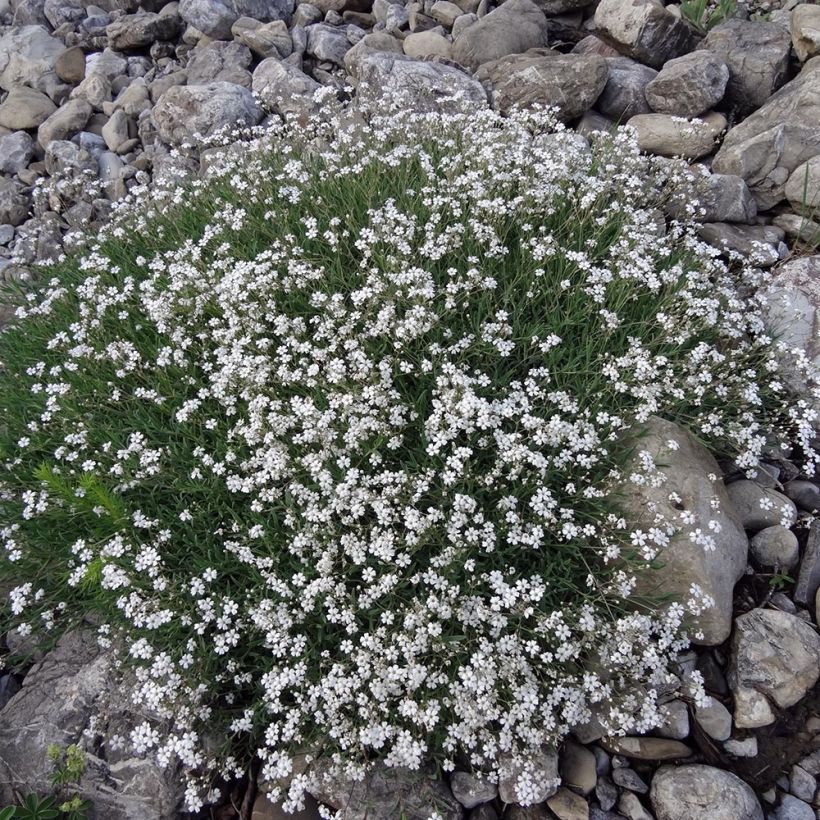 Gypsophile rampant - Gypsophila repens White Angel (Plant habit)