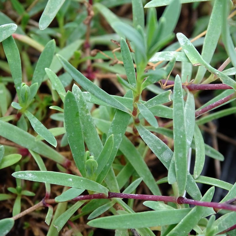 Gypsophile blanc rampant - Gypsophila repens Alba (Foliage)