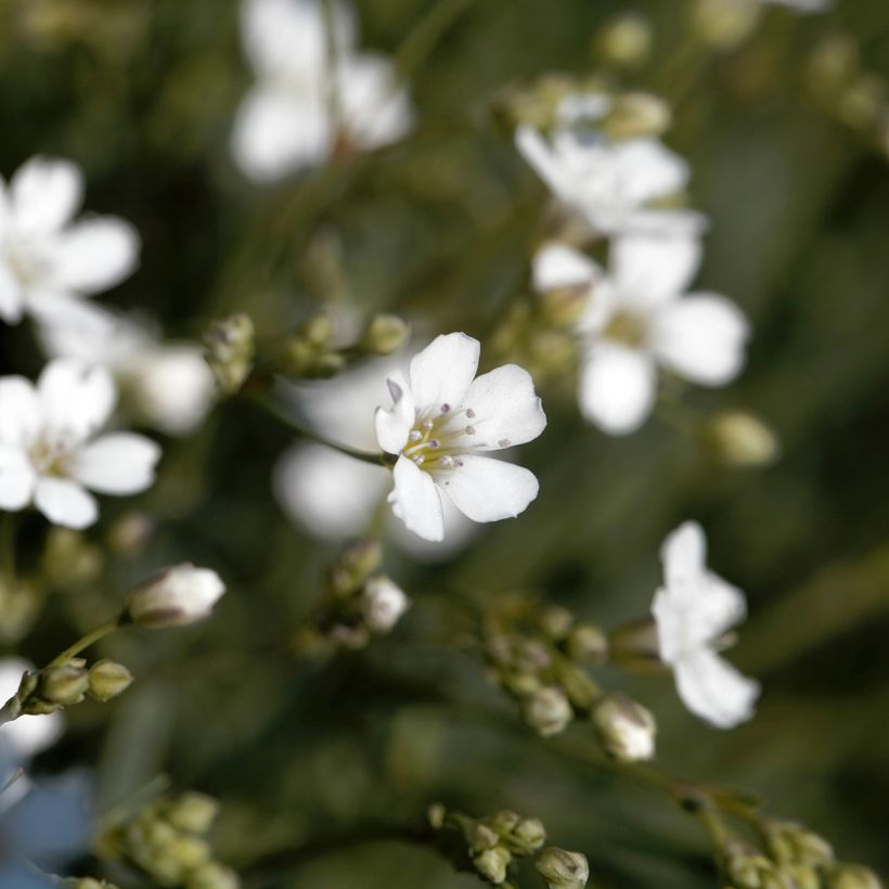 Gypsophile blanc rampant - Gypsophila repens Alba (Flowering)