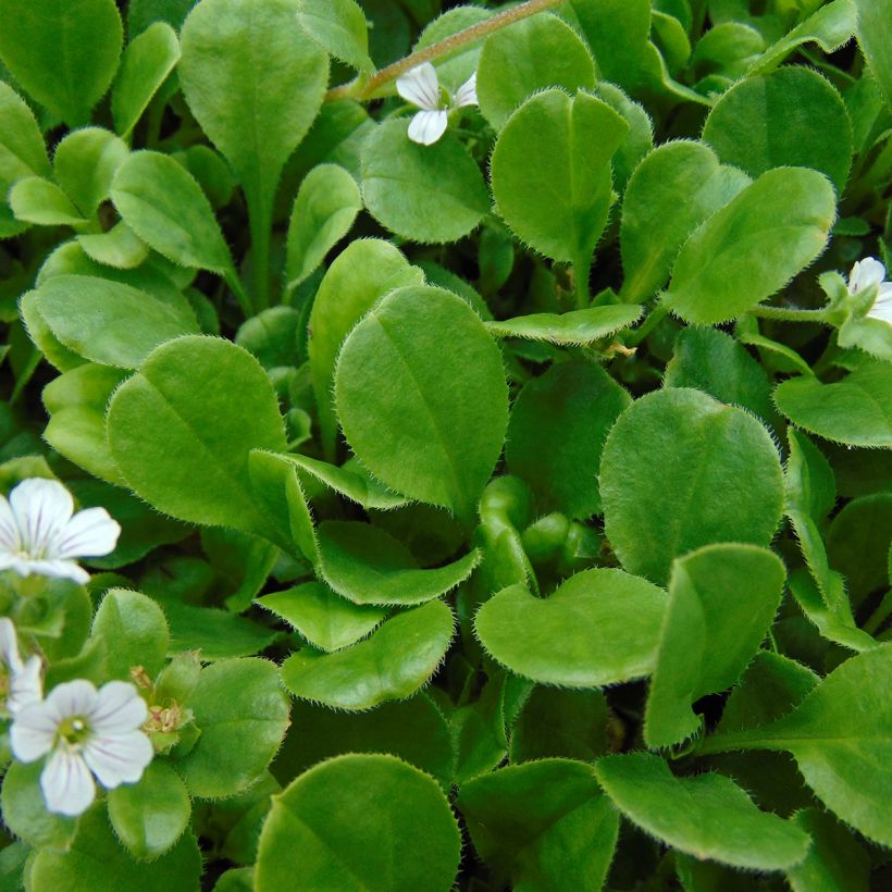 Gypsophile en coussin - Gypsophila cerastioides (Foliage)
