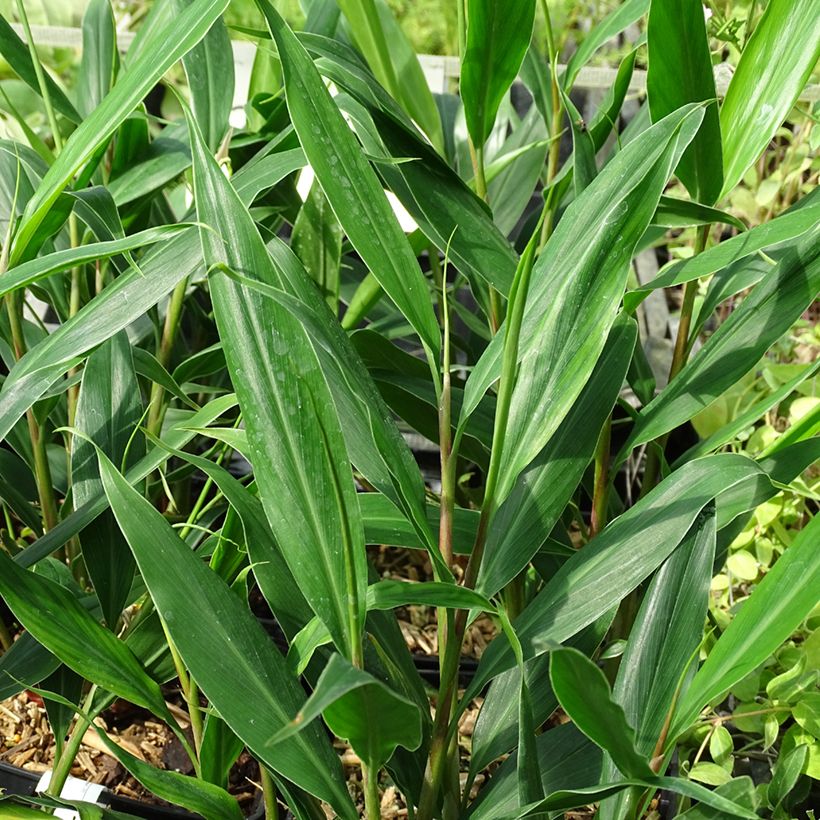 Hedychium villosum var. tenuiflorum - Gingembre d'ornement (Foliage)