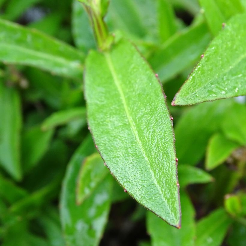 Helenium Strawberry Sundae - Hélénie (Foliage)