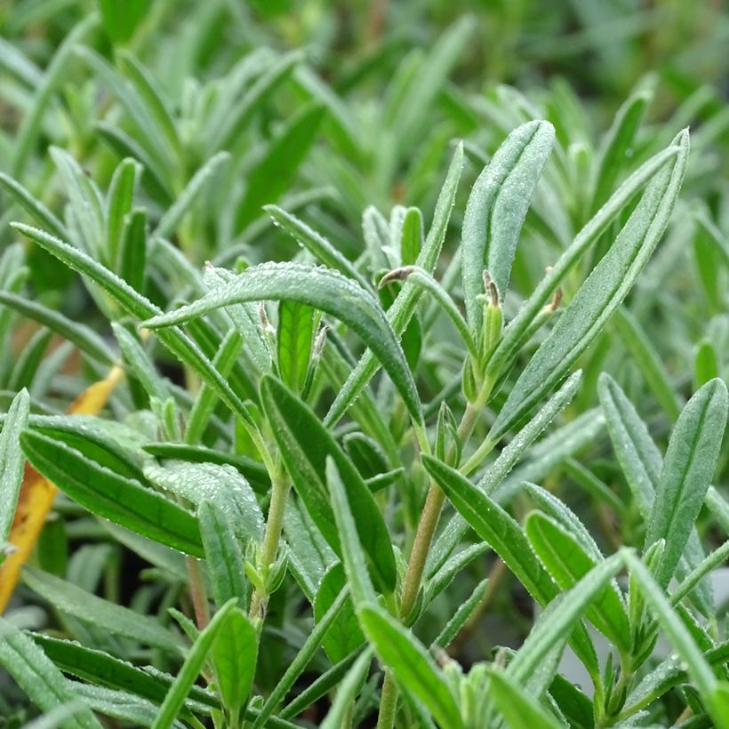 Helianthemum Suprême - Hélianthème rouge rose (Foliage)