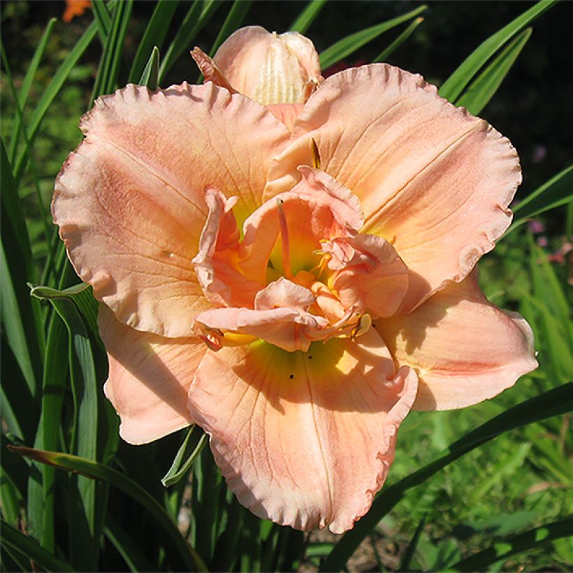 Hémérocalle Siloam Double Classic (Flowering)