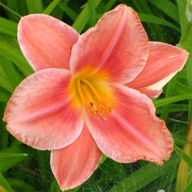 Hémérocalle South Seas - Lis d'un jour orange corail vif (Flowering)